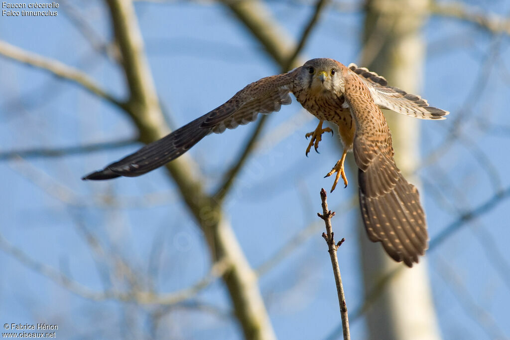 Common Kestrel male adult, Flight