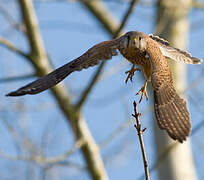 Common Kestrel