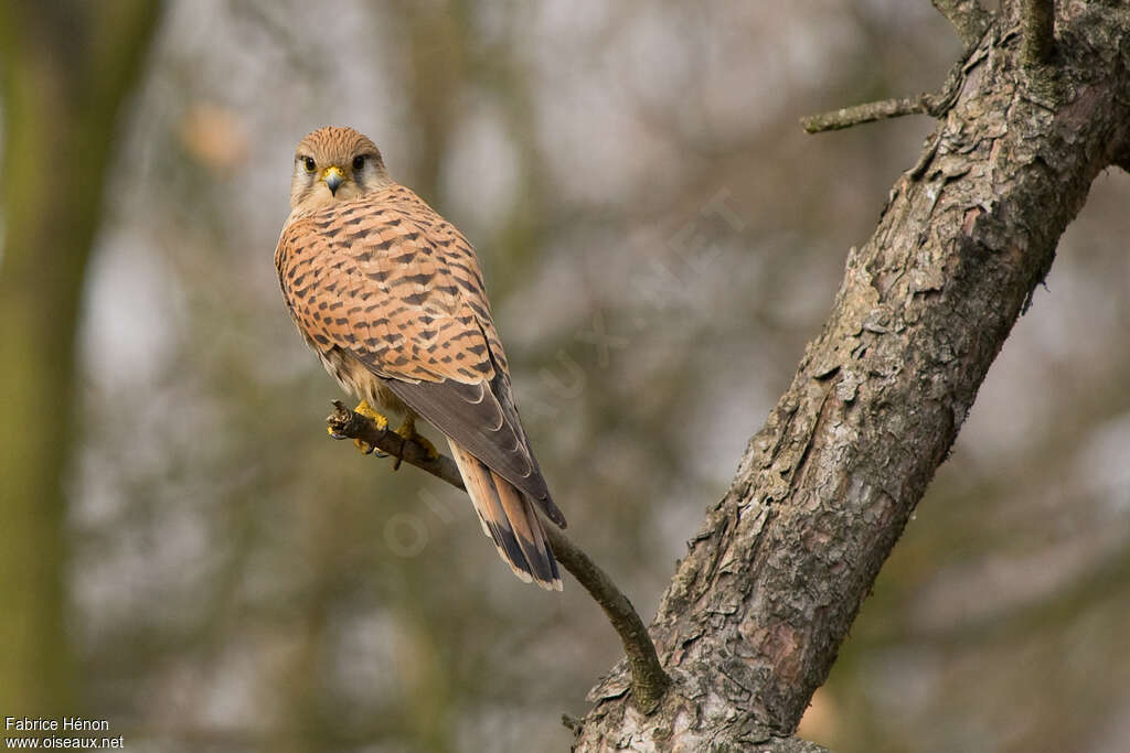 Common Kestrel female adult, identification