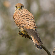 Common Kestrel