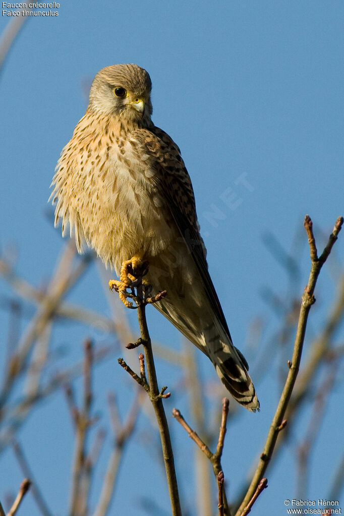 Common Kestrel male immature, identification