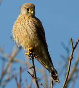 Common Kestrel