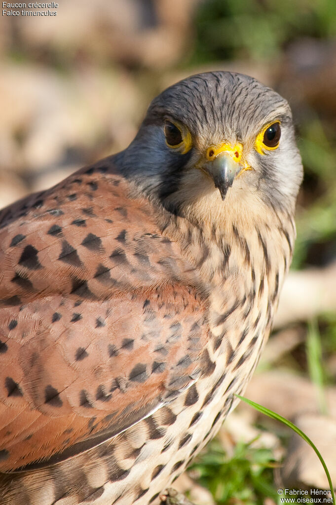 Common Kestrel male adult, identification