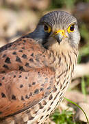 Common Kestrel