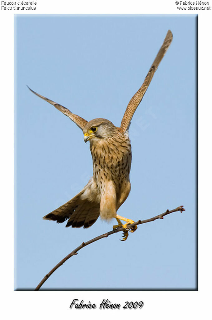 Common Kestrel male juvenile