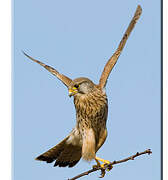 Common Kestrel