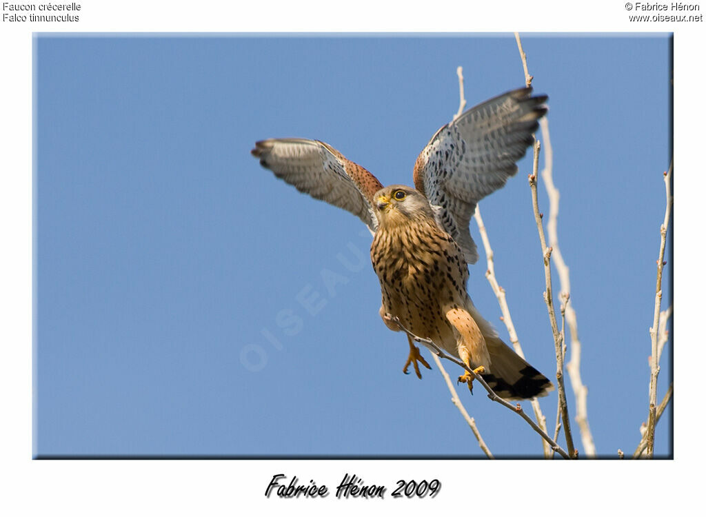 Common Kestrel male juvenile