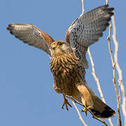 Common Kestrel