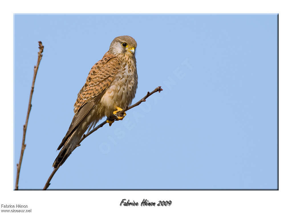 Faucon crécerelle mâle immature, identification