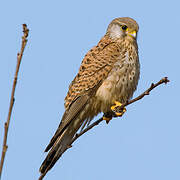 Common Kestrel