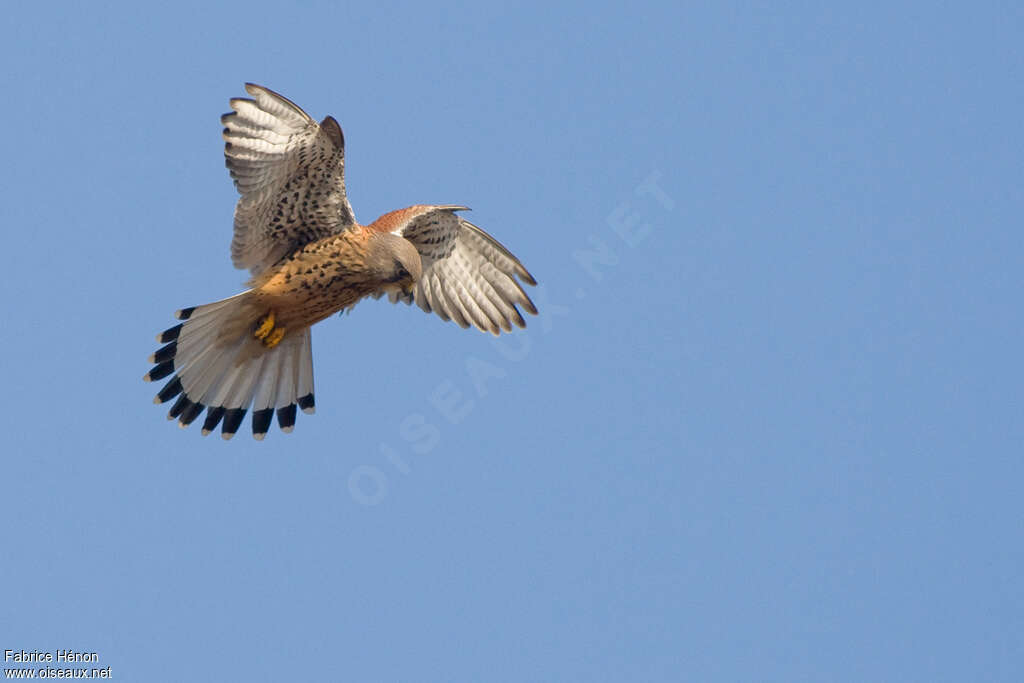 Common Kestrel male adult, Flight, fishing/hunting