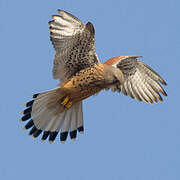 Common Kestrel