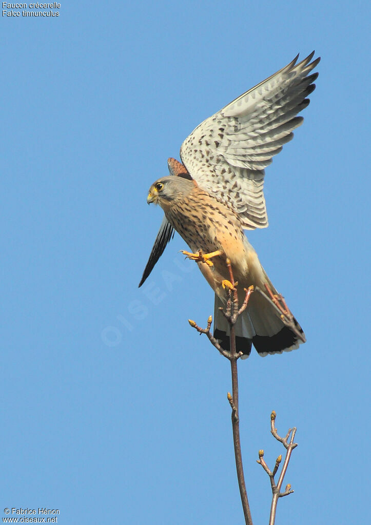 Common Kestrel male adult, Flight