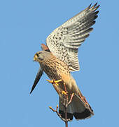 Common Kestrel