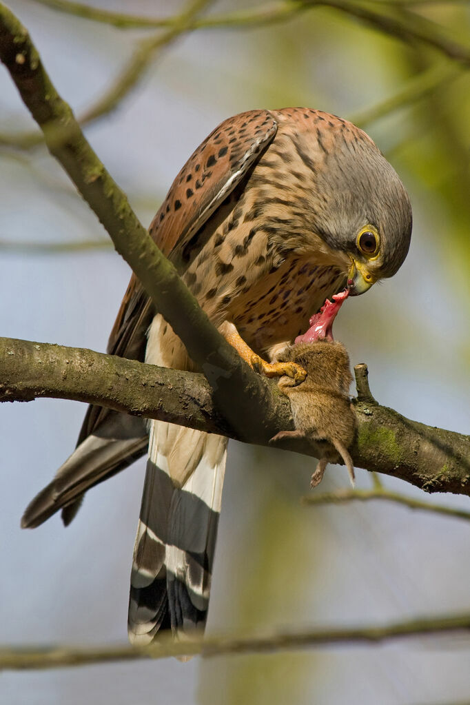 Common Kestrel male adult, Behaviour