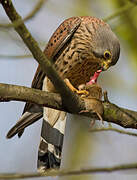 Common Kestrel