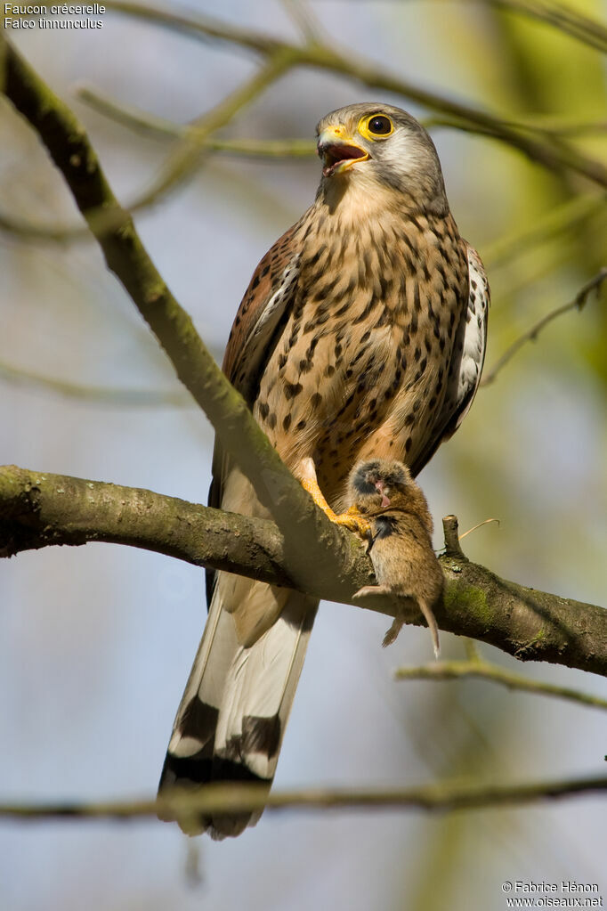 Common Kestrel male adult, feeding habits