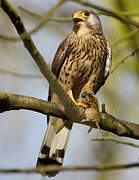 Common Kestrel