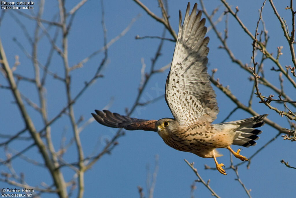 Common Kestrel male adult, Flight