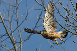 Common Kestrel