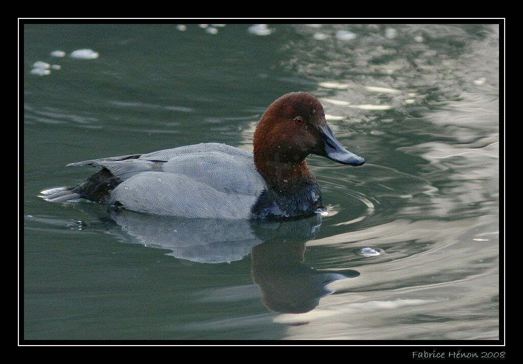 Canvasback