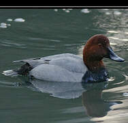 Canvasback