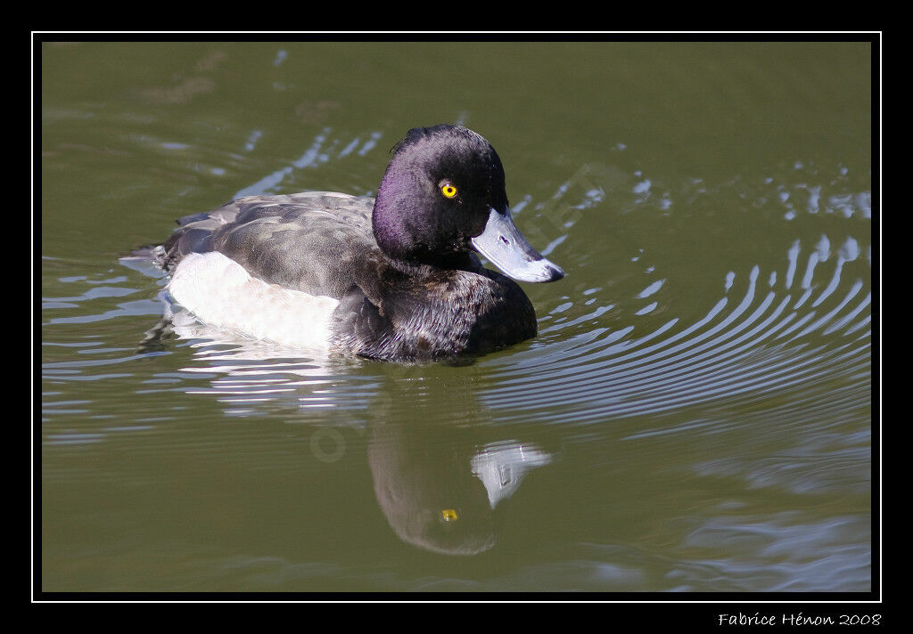 Tufted Duck