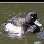 Tufted Duck