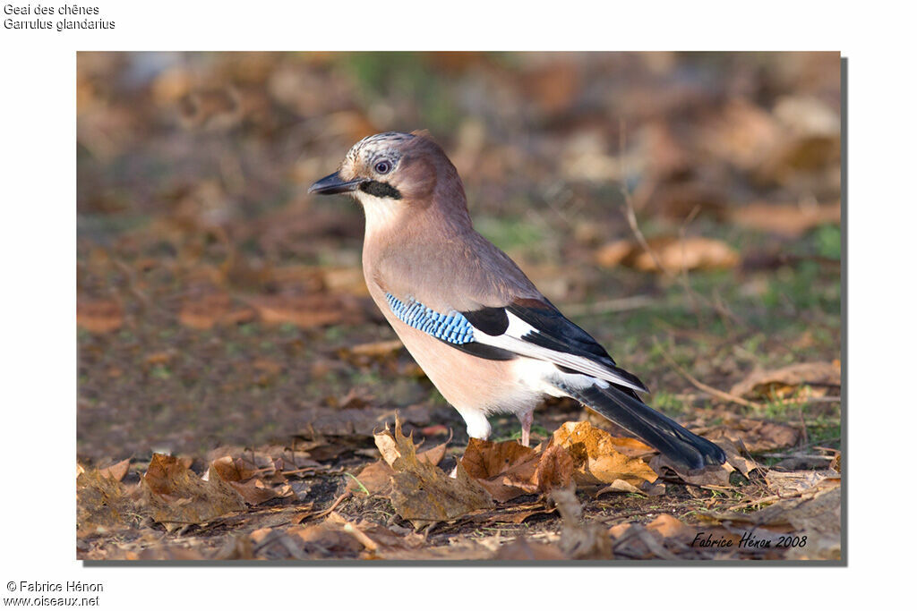 Eurasian Jay, identification