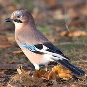 Eurasian Jay