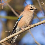 Eurasian Jay