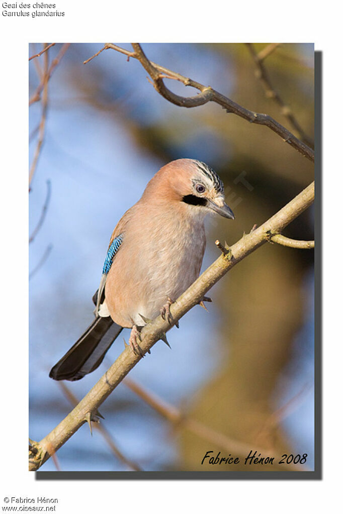 Eurasian Jay