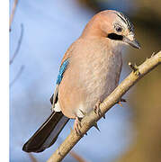 Eurasian Jay