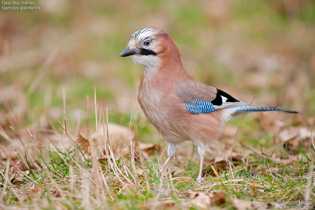 Geai des chênesadulte, identification