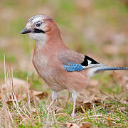 Eurasian Jay