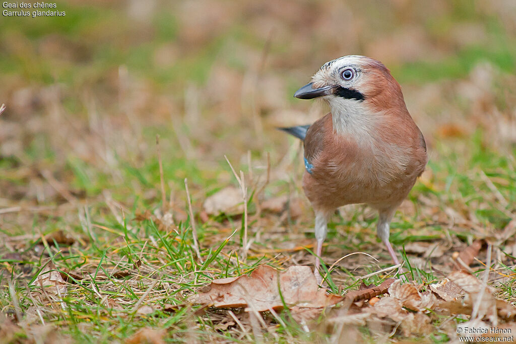 Geai des chênesadulte, identification