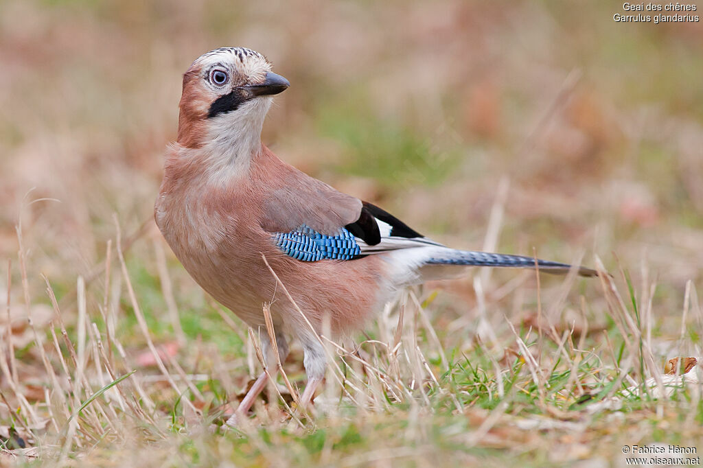 Geai des chênesadulte, identification