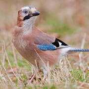 Eurasian Jay