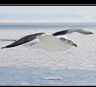 Lesser Black-backed Gull