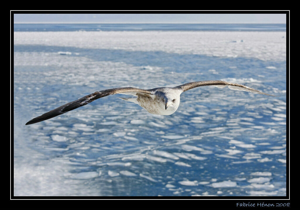 Lesser Black-backed Gulljuvenile