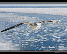 Lesser Black-backed Gull