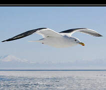 Lesser Black-backed Gull