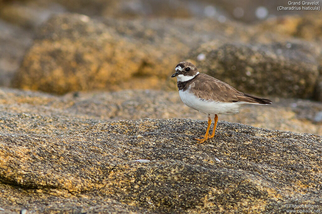 Common Ringed Plover, identification