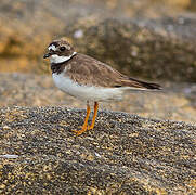 Common Ringed Plover
