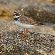 Common Ringed Plover