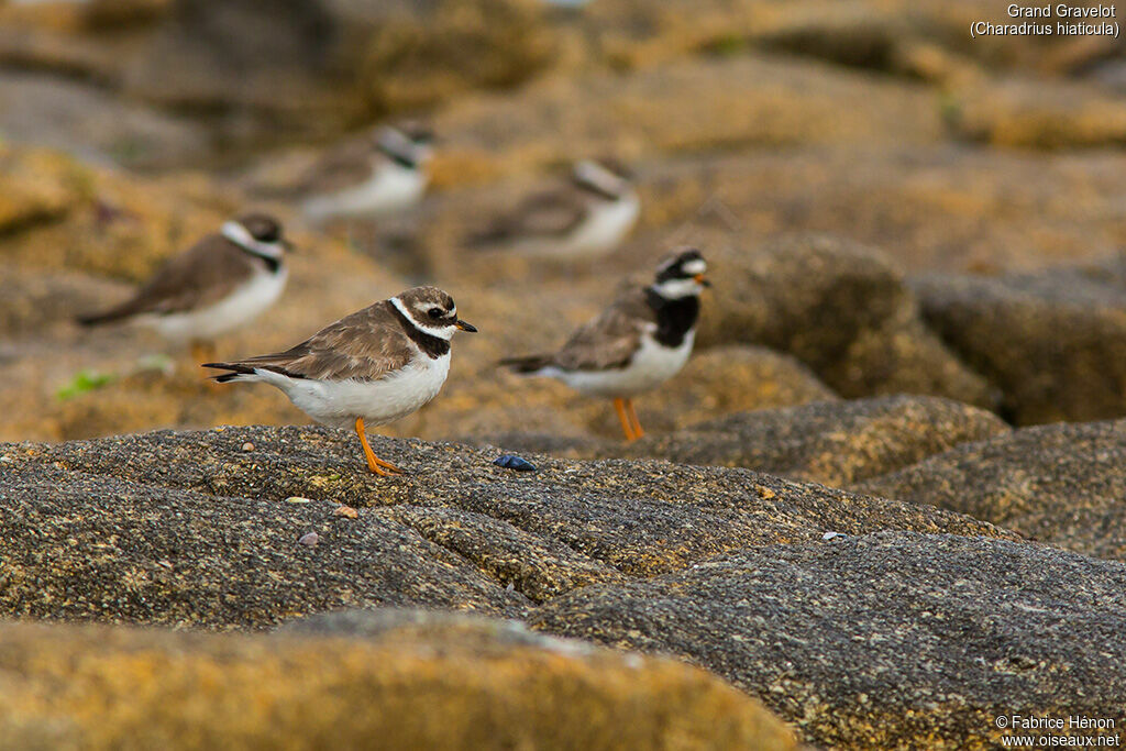 Common Ringed Plover, identification