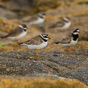 Common Ringed Plover