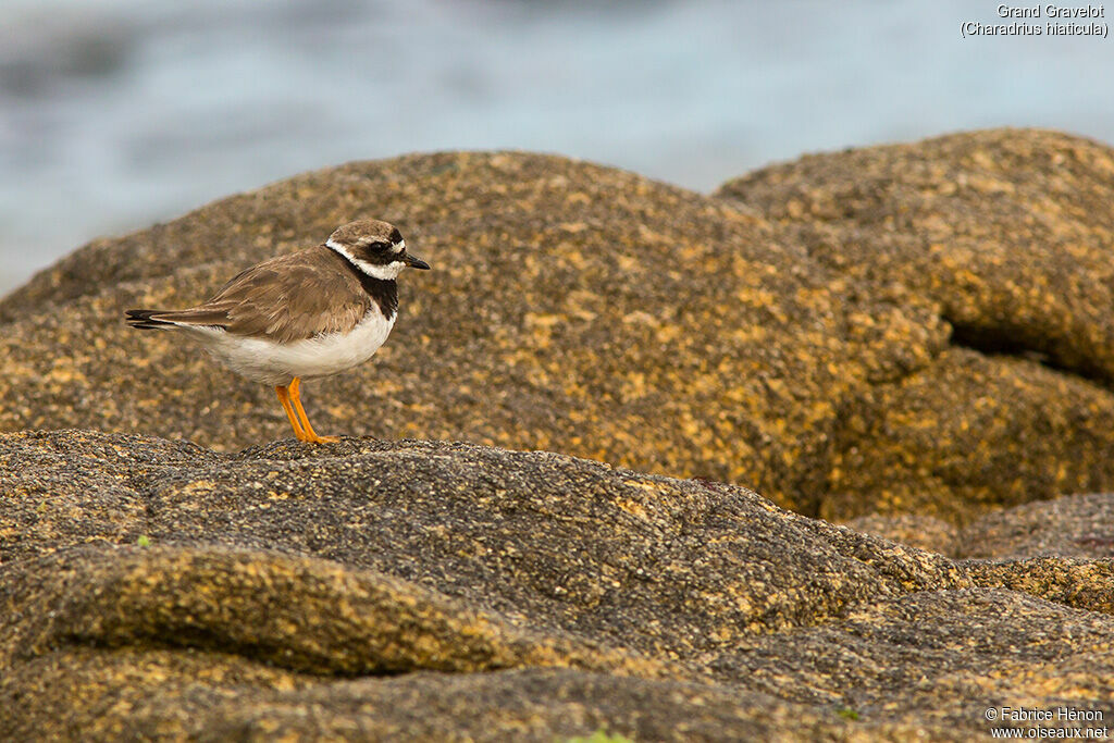 Common Ringed Plover, identification