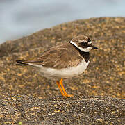 Common Ringed Plover