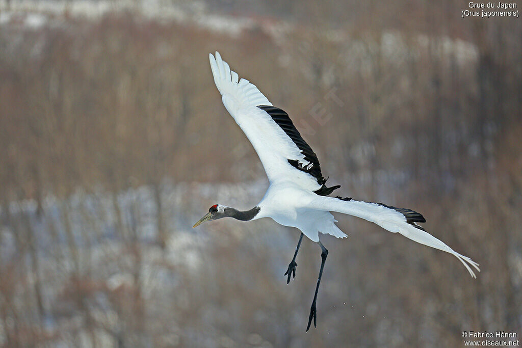 Red-crowned Craneadult, Flight